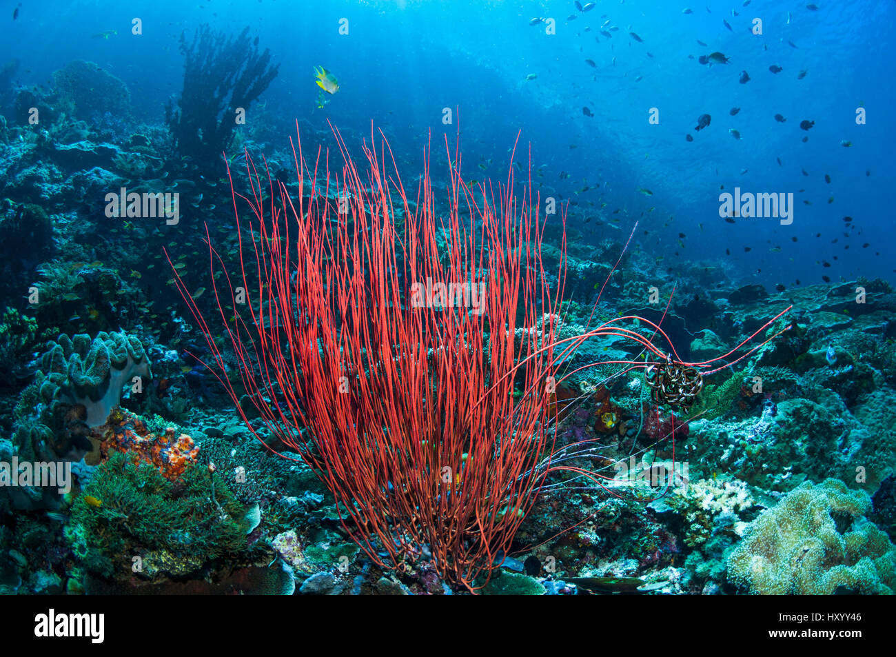 Meer-Peitsche oder Gorgonie (Ellisella Ceratophyta) am Riff.  West-Papua, Indonesien. Stockfoto