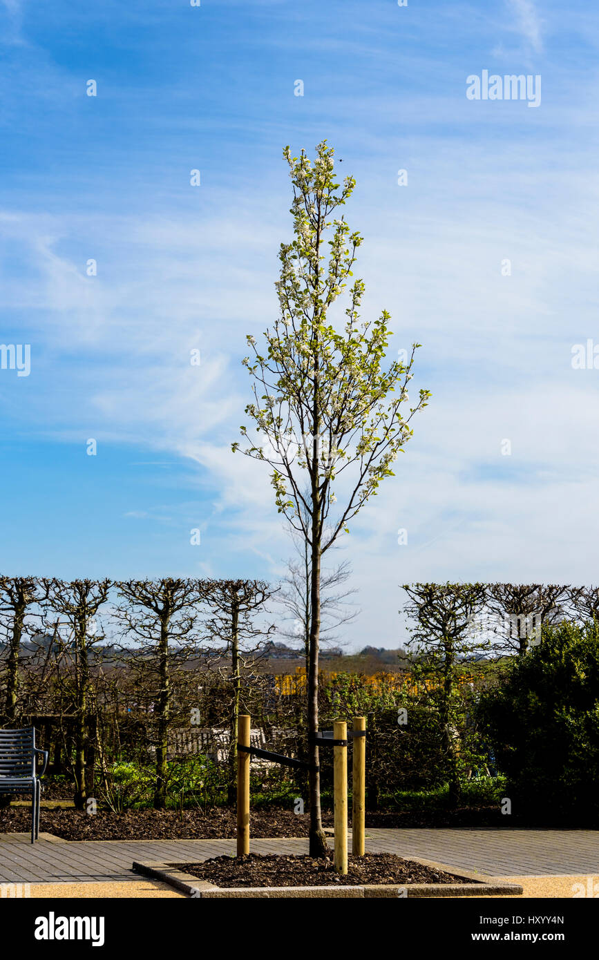 Baum Einsätze zur Unterstützung einer neu gepflanzten Baum. Beiträge und flexible Umreifung halten den jungen Baum. Stockfoto