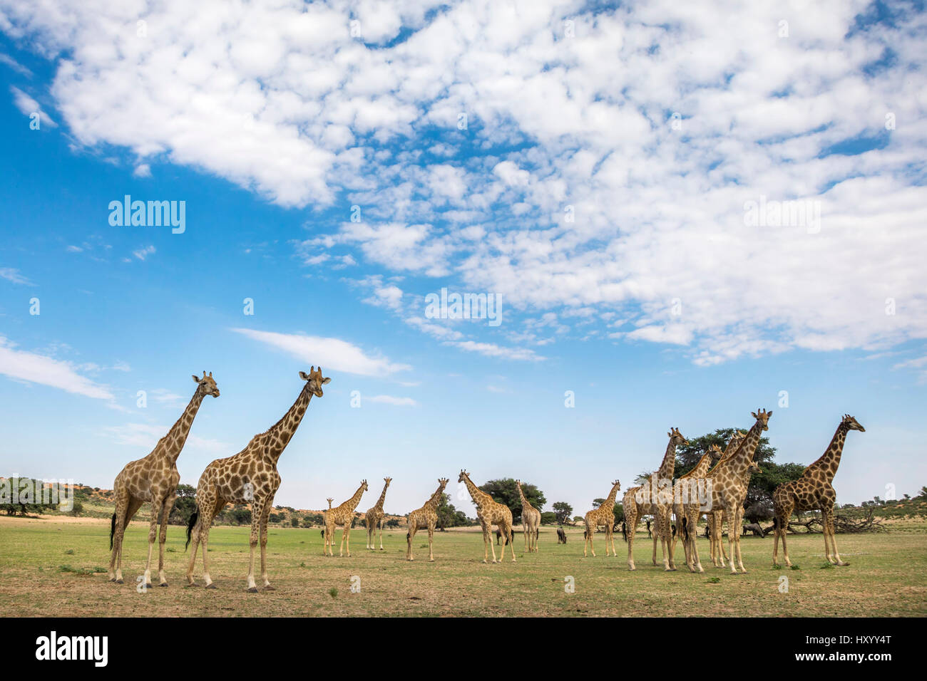 Giraffen (Giraffa Plancius) in Gruppe an Auob Flussbett, Kgalagadi Transfrontier Park, Northern Cape, South Africa, Februar 2016. Stockfoto