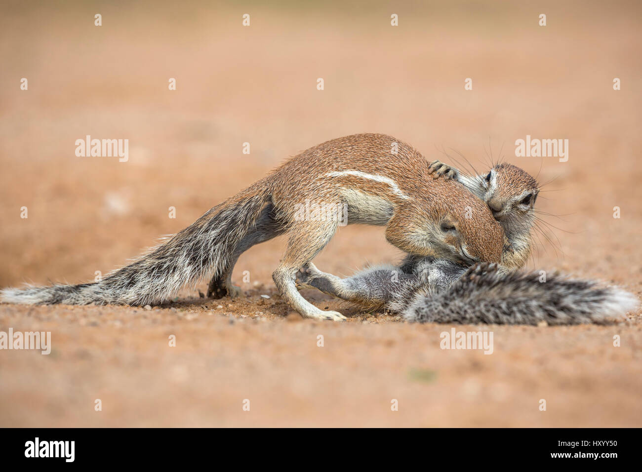 Erdhörnchen (Xerus Inauris) Pflege, Kgalagadi Transfrontier Park, Northern Cape, South Africa, Januar. Stockfoto