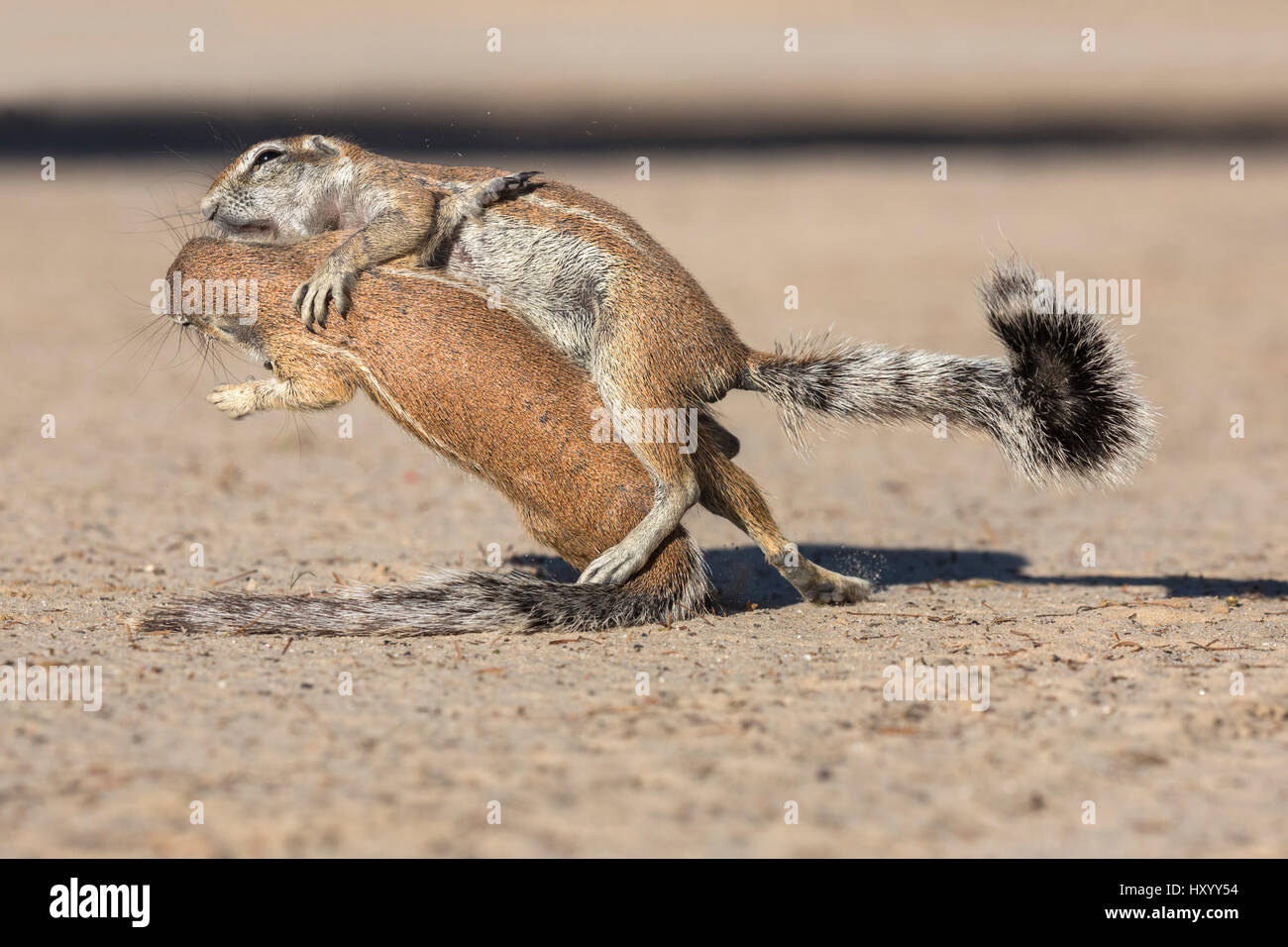 Erdhörnchen (Xerus Inauris) Playfighting, Kgalagadi Transfrontier Park, Northern Cape, Südafrika, Januar. Stockfoto