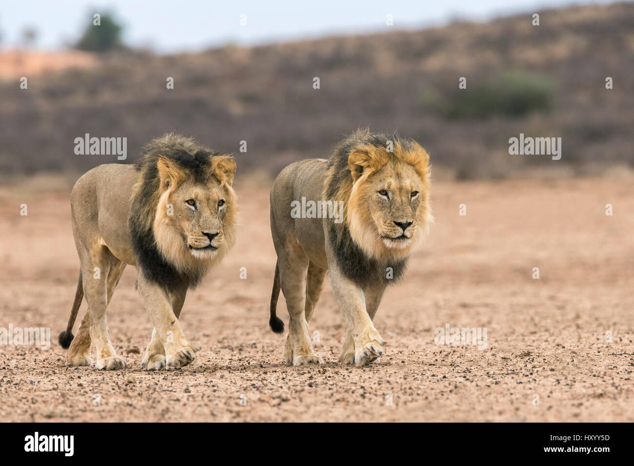 Männlichen Löwen (Panthera Leo) auf Patrouille in der Kalahari, Kgalagadi Transfrontier Park, Northern Cape, Südafrika, Februar 2016. Stockfoto