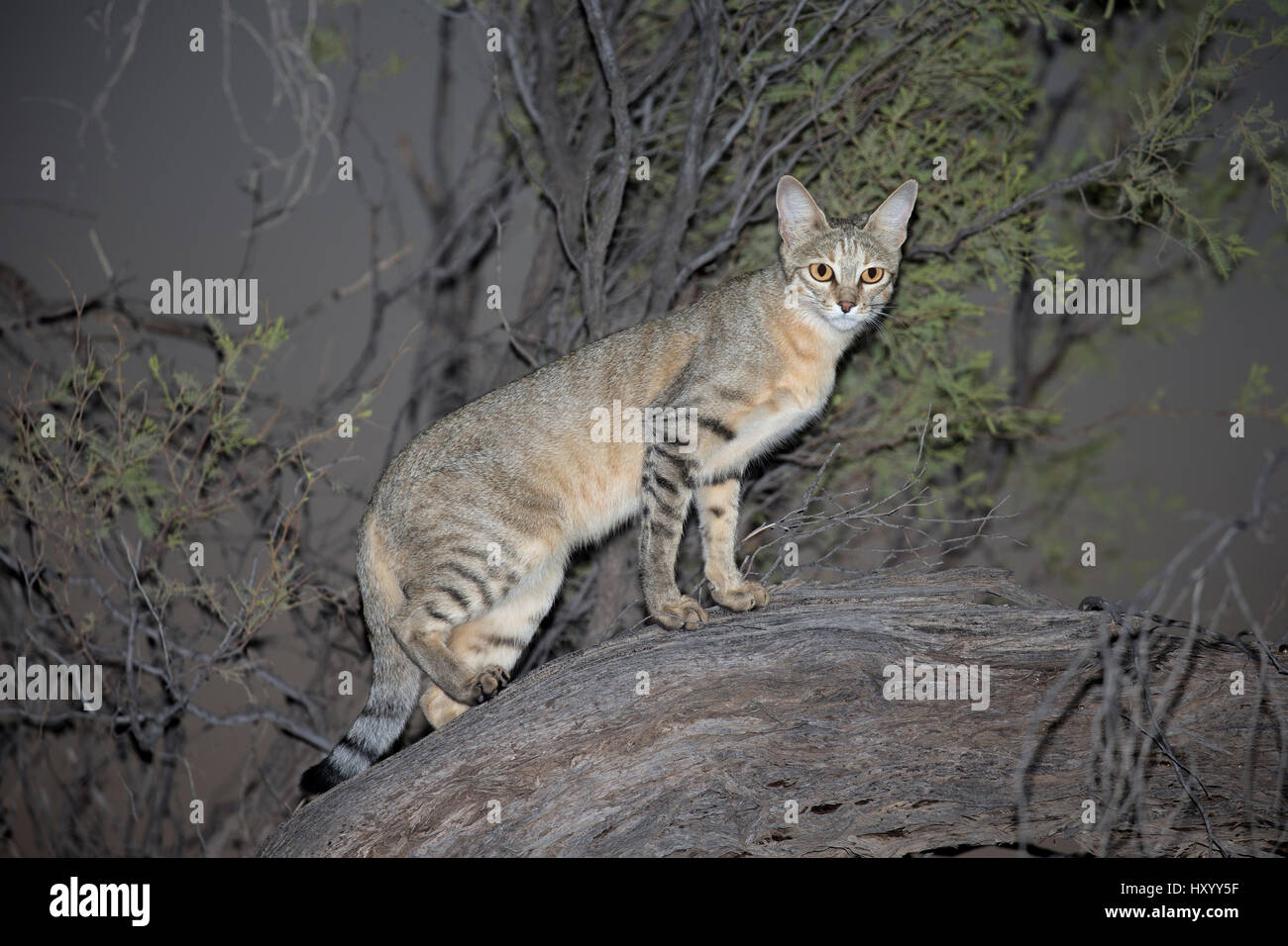 Afrikanische Wildkatze (Felis Silvestris Lybica) bei Nacht, Kgalagadi Transfrontier Park, Northern Cape, Südafrika, Februar. Stockfoto