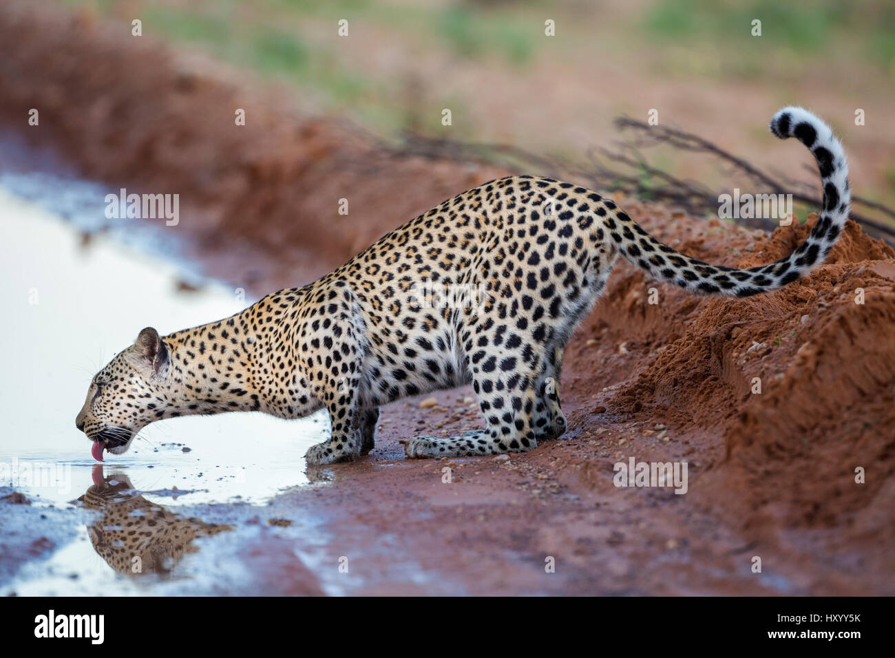 Leopard (Panthera Pardus) Weibchen trinken aus Pfütze in der Straße, Kgalagadi Transfrontier Park, Northern Cape, South Africa, Februar. Stockfoto