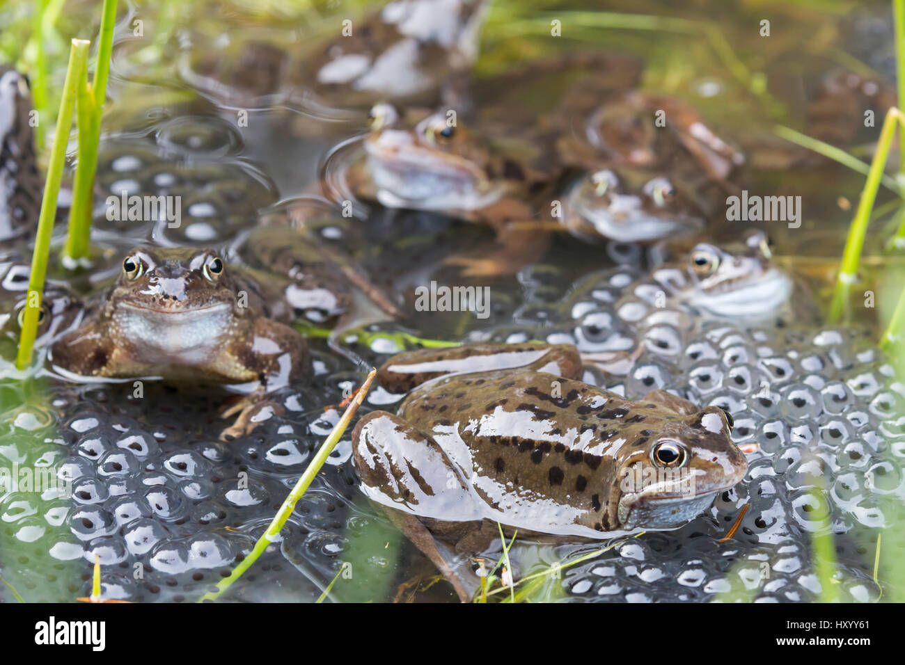 Gemeinsamen Frösche (Rana Temporaria) im Teich, Northumberland, England, März laichen. Stockfoto