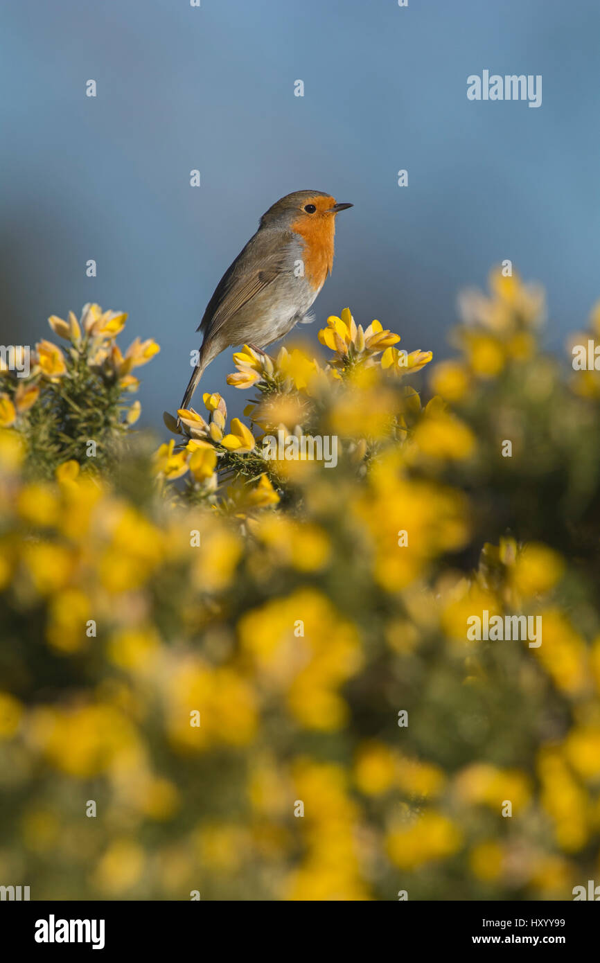 Robin (Erithacus Rubecula) im Frühjahr, thront auf Ginster. Norfolk, England, Vereinigtes Königreich. März. Stockfoto