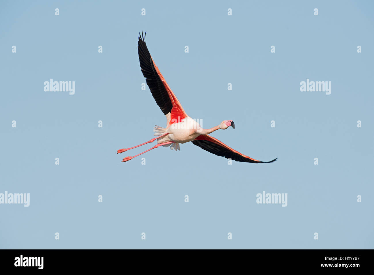 Rosaflamingo (Phoenicopterus Roseus) im Flug. Camargue, Provence, Frankreich. Mai. Stockfoto