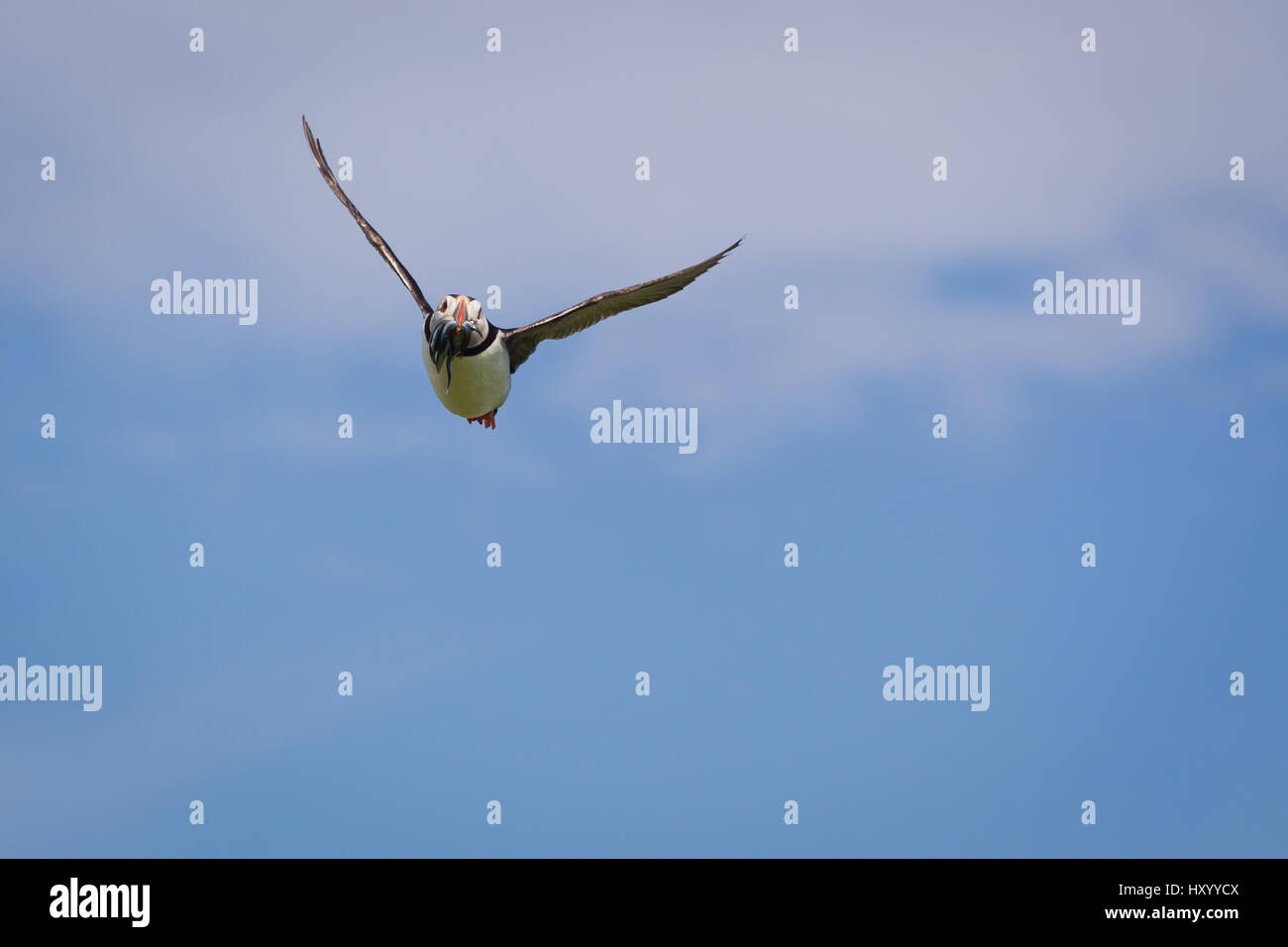 Ein Papageientaucher auf der linken Seite im Flug mit einem Schnabel voller Fische Stockfoto