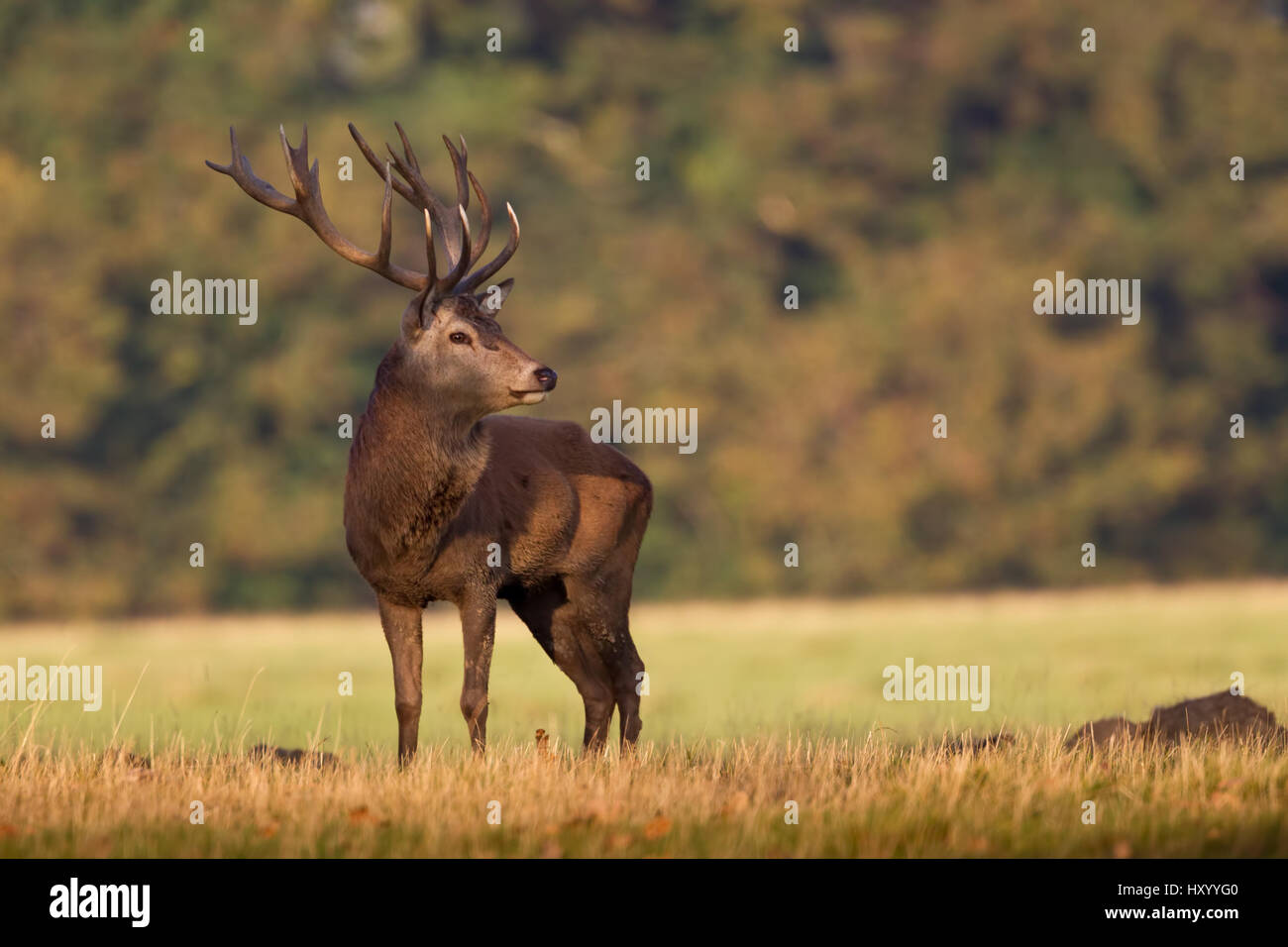 Ein Rothirsch Hirsch auf der linken Seite, rechts, mit einem vollständigen Satz von Geweih Stockfoto