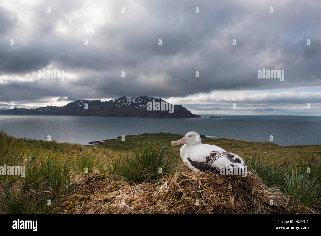 Wanderalbatros (Diomedea Exulans) Inkubation Ei im Nest, Albatross Island, Süd-Georgien. Januar 2015. Stockfoto
