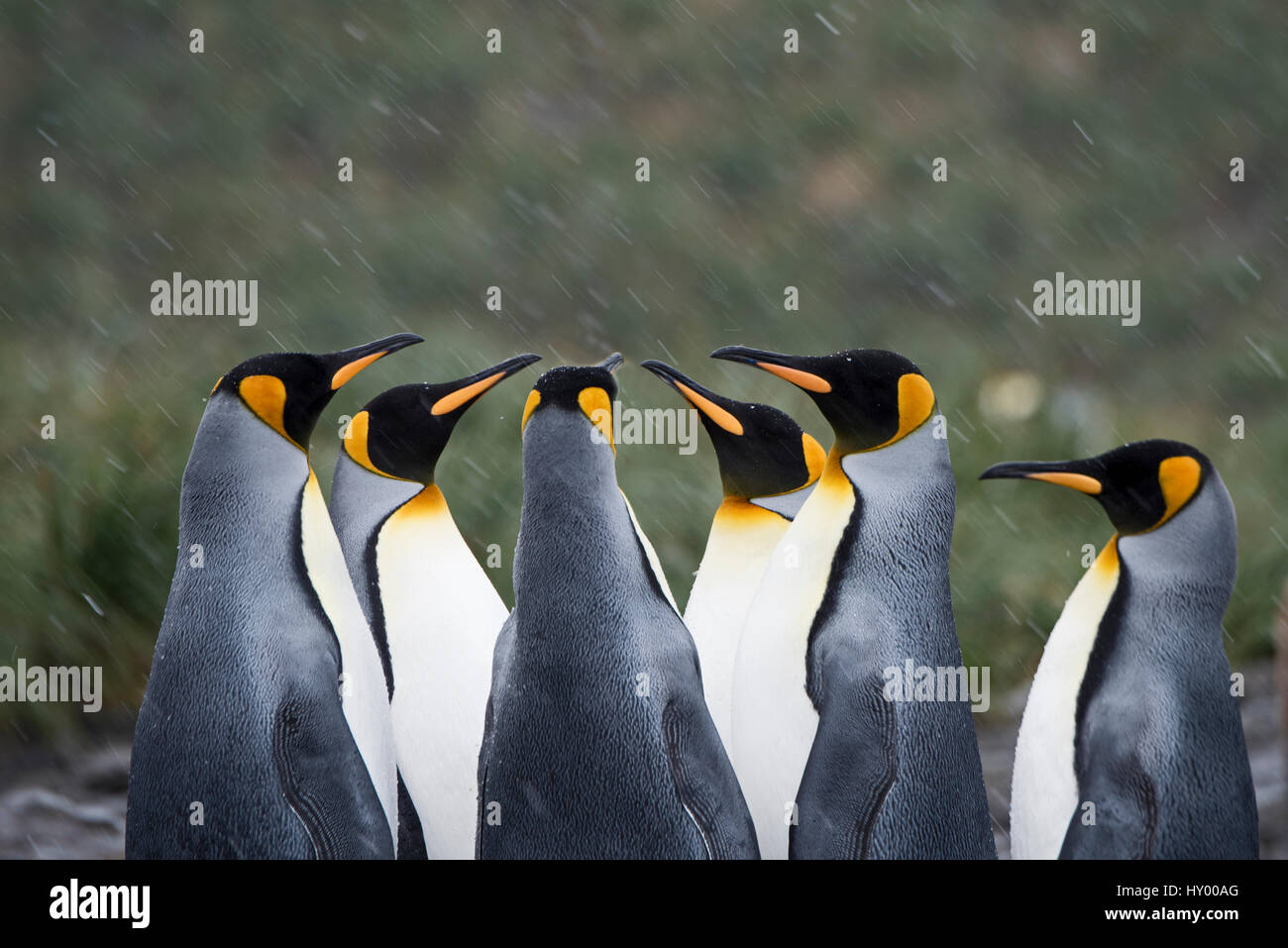 Königspinguine (Aptenodytes Patagonicus) in Gruppe. Holmestrand, Süd-Georgien. Januar. Stockfoto