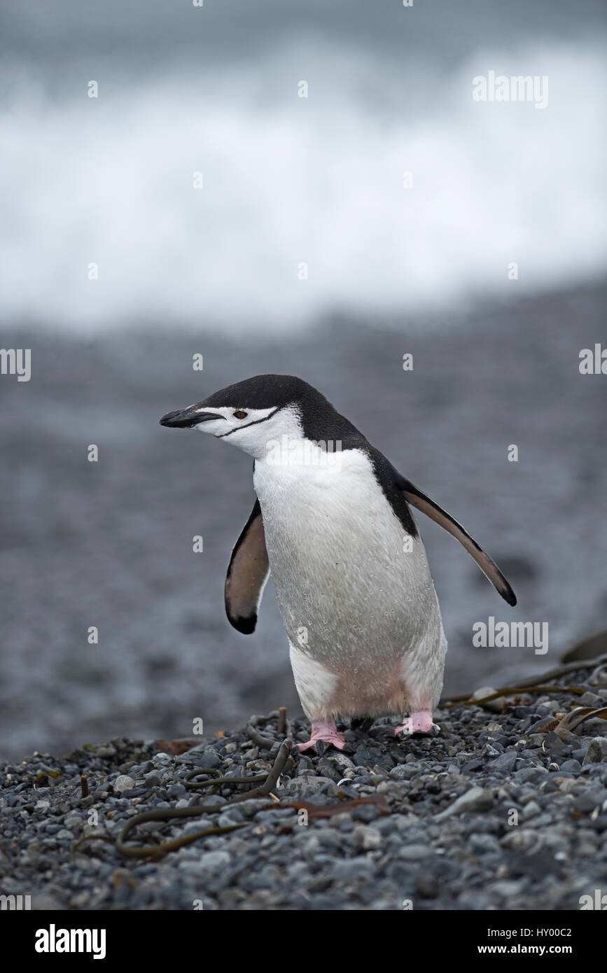 Kinnriemen Pinguin (Pygoscelis Antarcticus) stehen am Strand. Holmestrand, Süd-Georgien. Januar. Stockfoto