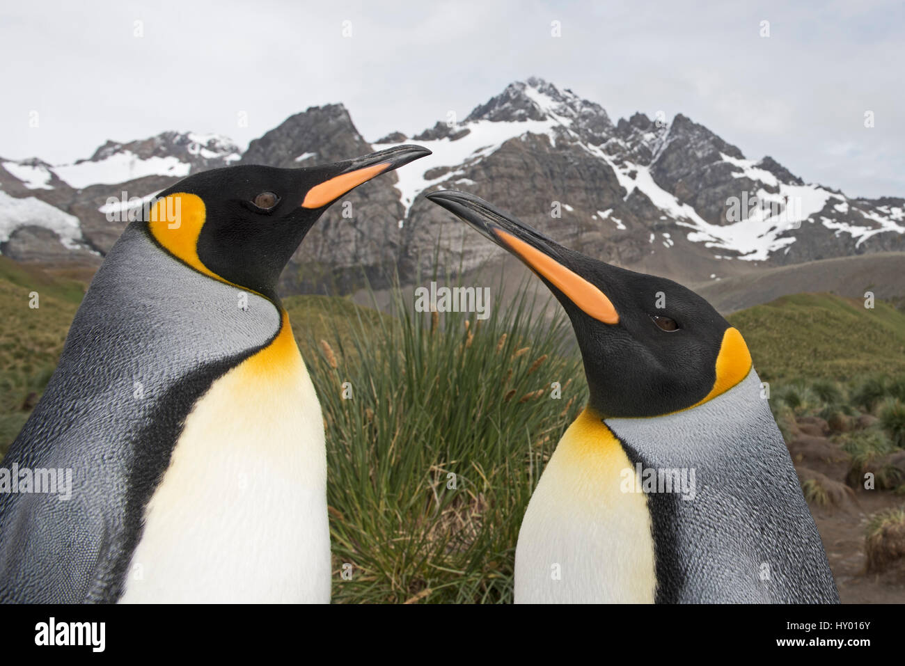 Kopfporträt zweier König Penguins (Aptenodytes Patagonicus). Gold Harbour, Süd-Georgien. Januar 2015. Stockfoto