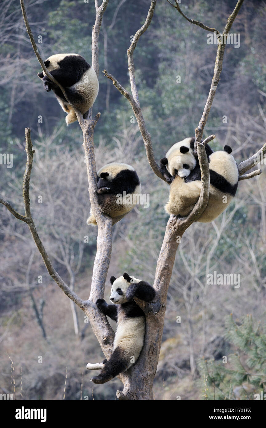 5 Halbwüchsige großen Pandas (Ailuropoda Melanoleuca) im Baum klettern. Wolong Nature Reserve, Wenchuan, Provinz Sichuan, China. Stockfoto