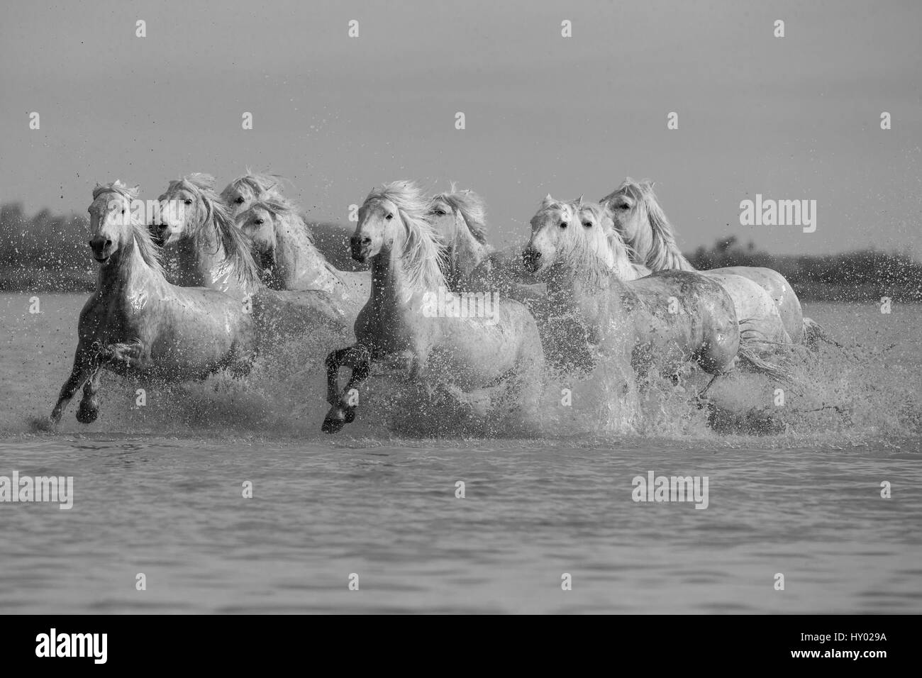Neun weißen Camargue-Pferde laufen durch Wasser, Camargue, Frankreich, Europa. Mai. Stockfoto