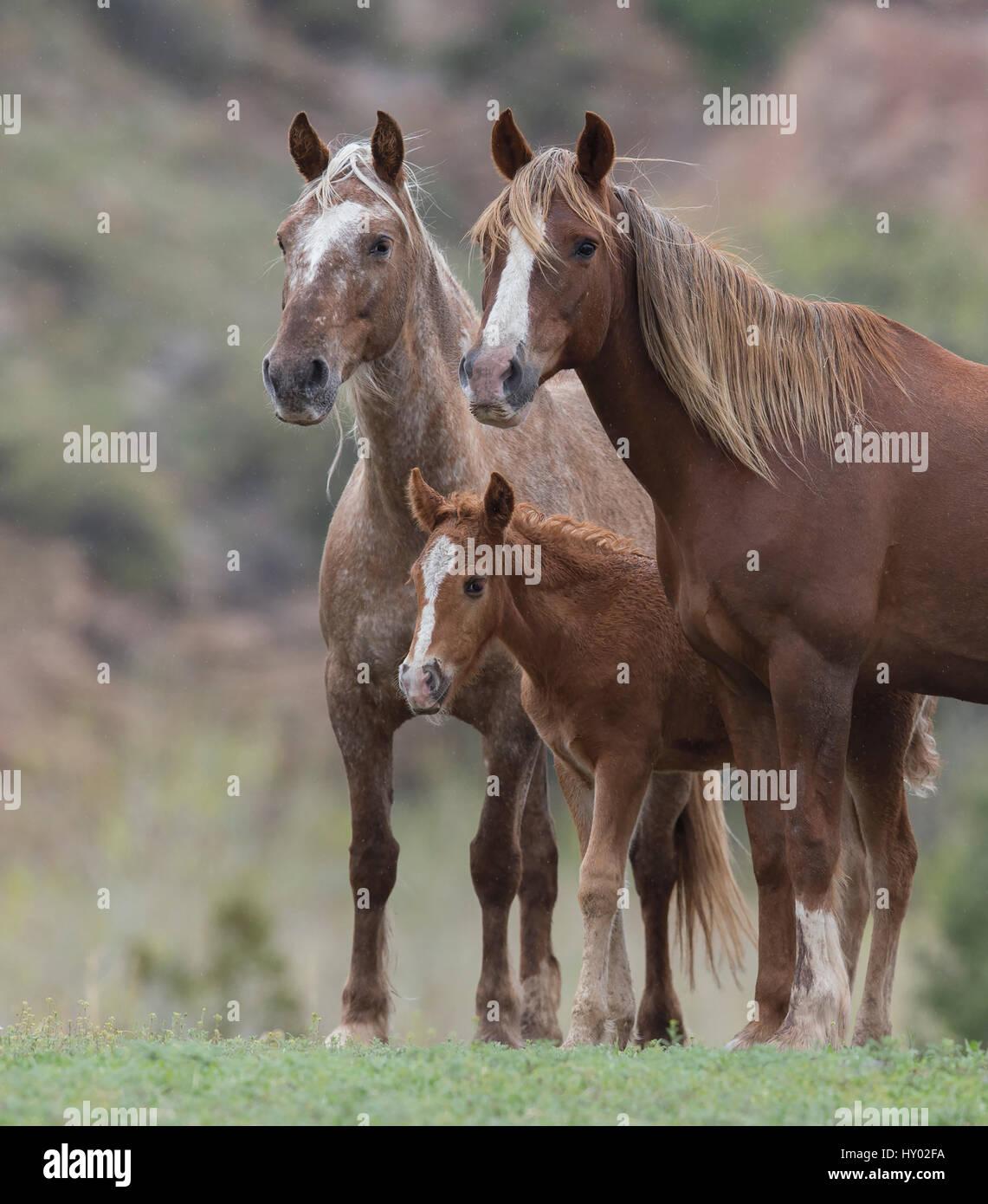 Wilde Mustang Stute mit Schwester und Fohlen bei Black Hills Wild Horse Sanctuary, South Dakota, USA. Mai. Stockfoto