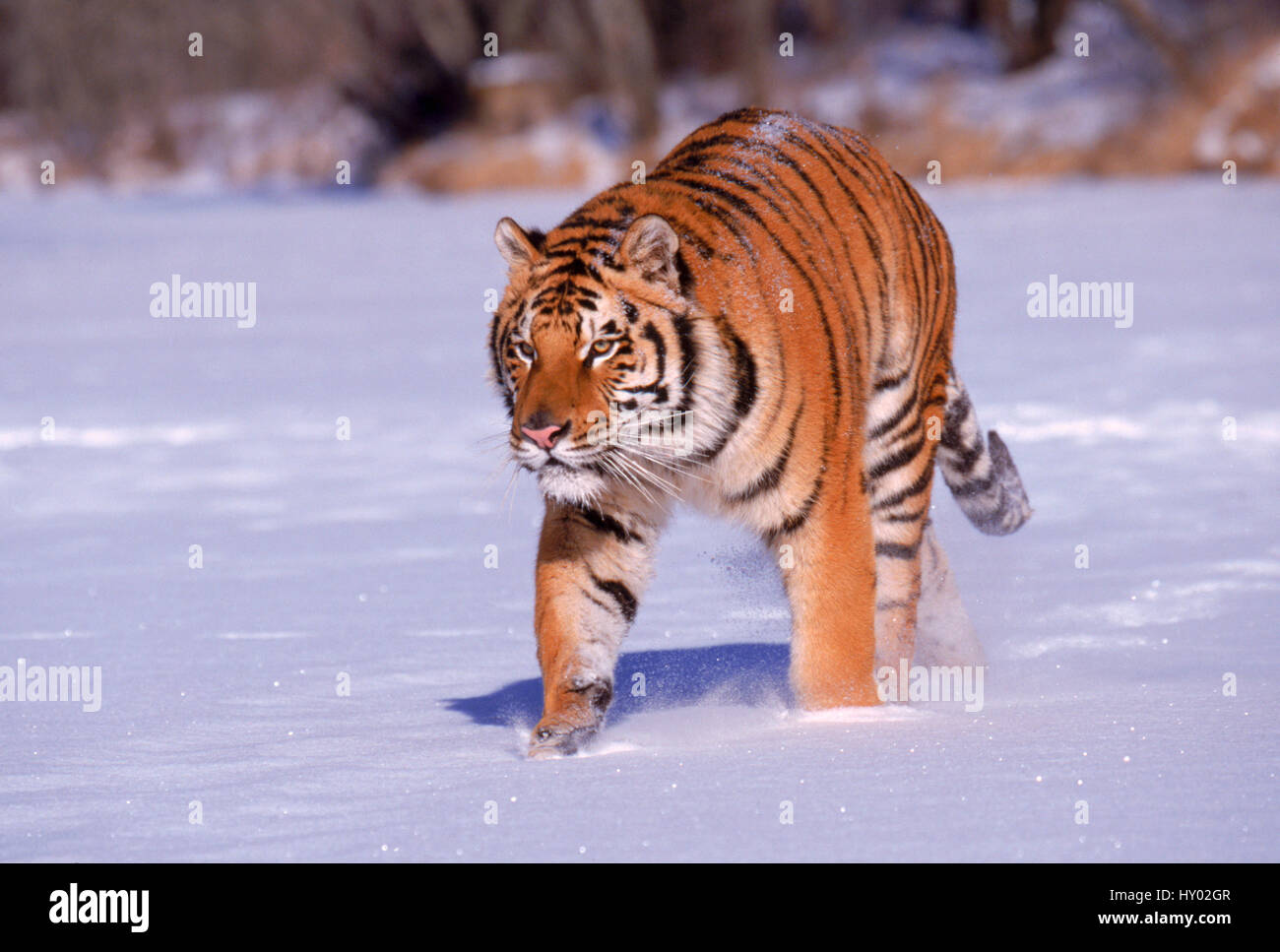 Sibirischer Tiger (Panthera Tigris Altaica) im Schnee, gefangen. Stockfoto