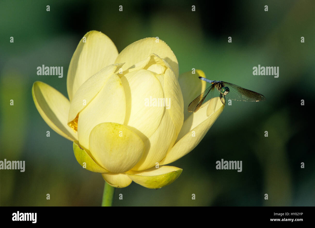 Männliche blaue Dasher (Pachydiplax Longipennis) thront auf amerikanische Lotosblume (Nelumbo Lutea). Schweißer Wildlife Refuge, Sinton, Texas, USA. Stockfoto