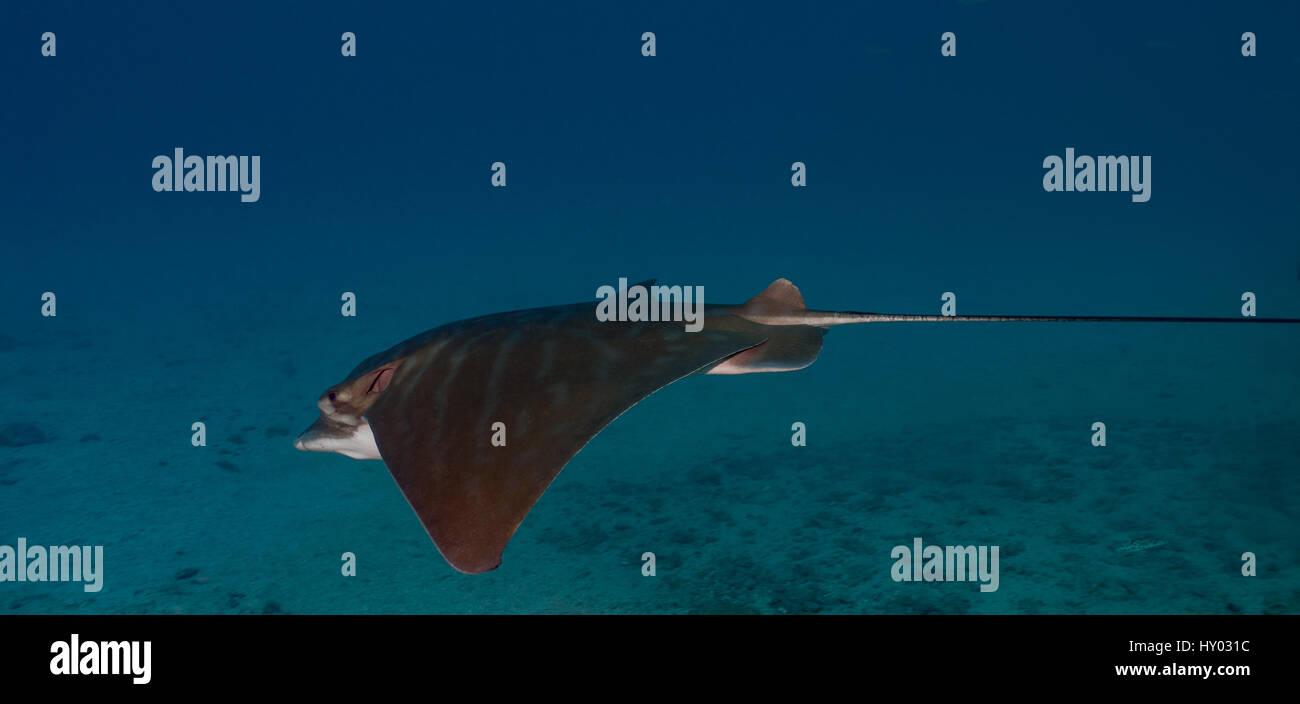 Ray Bull, Pteromylaeus Bovinus, Myliobatidae, Teneriffa, Kanarische Insel, Spanien, Atlantik Stockfoto