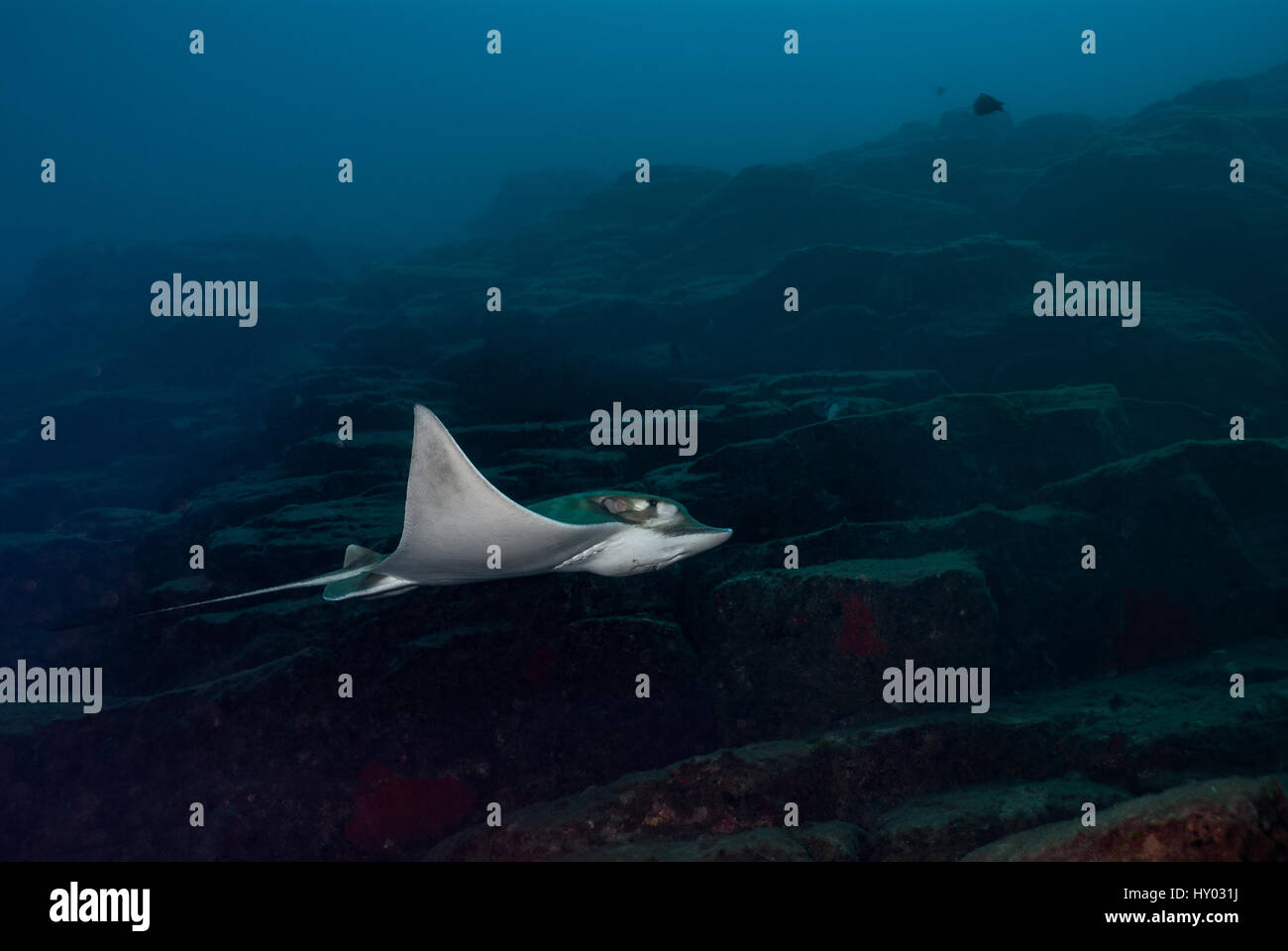 Ray Bull, Pteromylaeus Bovinus, Myliobatidae, Teneriffa, Kanarische Insel, Spanien, Atlantik Stockfoto