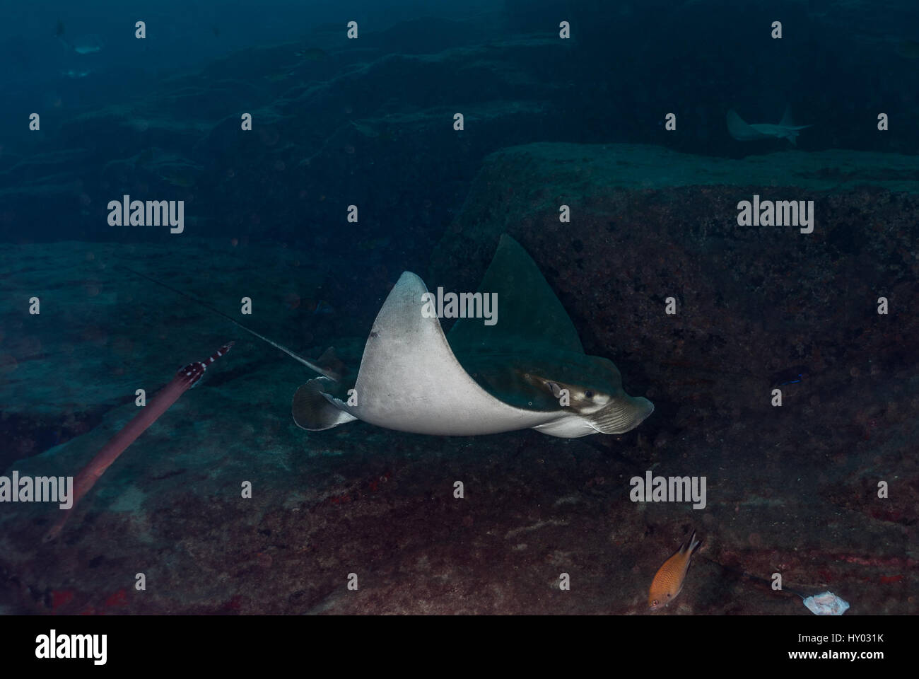 Ray Bull, Pteromylaeus Bovinus, Myliobatidae, Teneriffa, Kanarische Insel, Spanien, Atlantik Stockfoto
