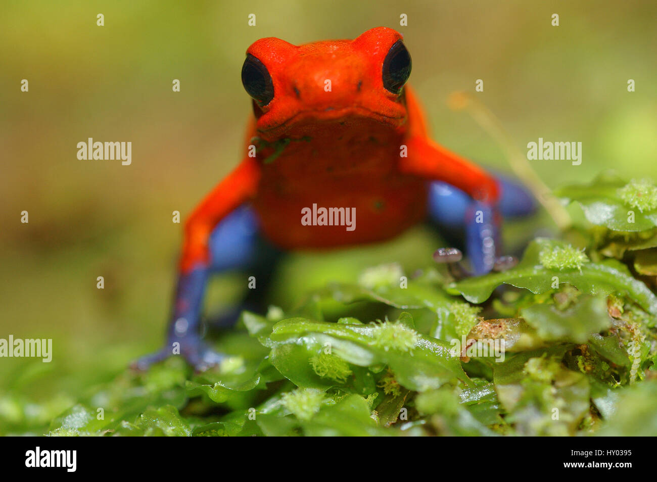 Strawberry poison Arrow / dart Frog (Dendrobates Pumilio), Costa Rica. Stockfoto
