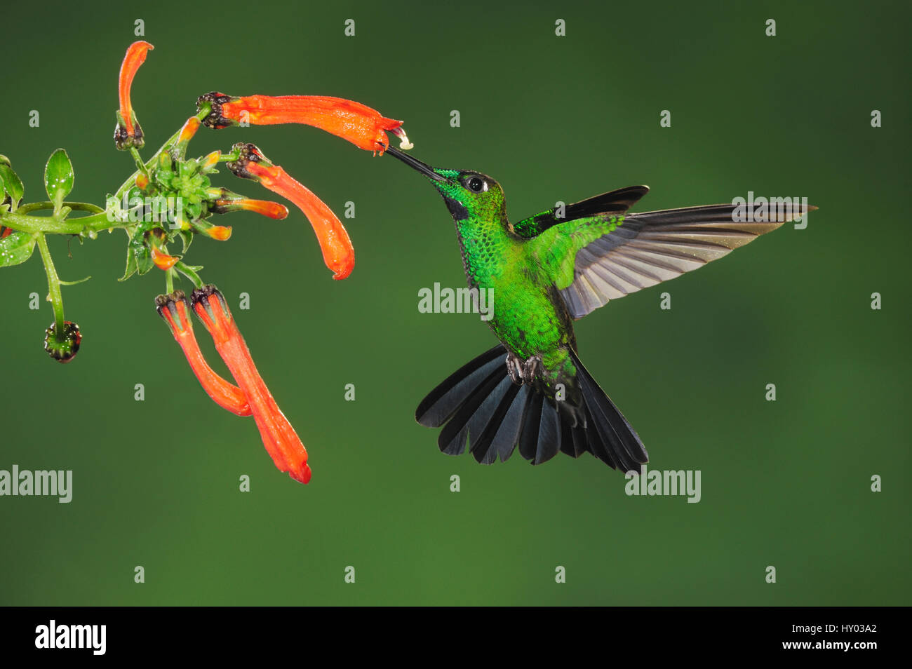 Grün-gekrönter brillante Kolibri (Heliodoxa Jacula) Erwachsenen Fütterung. Mindo, Ecuador, Anden, Südamerika. Februar. Stockfoto