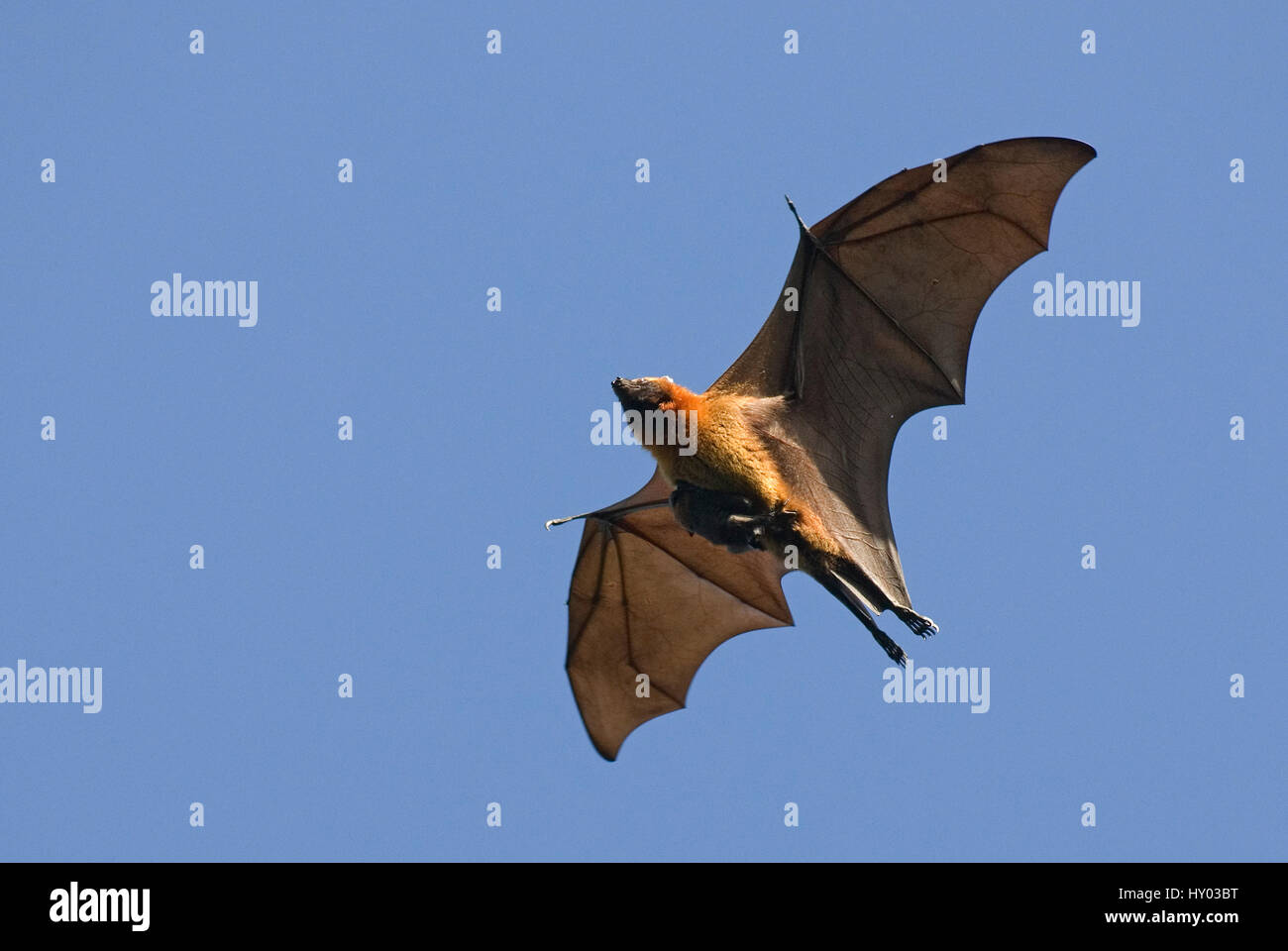 Madagaskar-Flughund / flying Fox (Pteropus Rufus) Berenty Reservat, Madagaskar, Afrika. Stockfoto