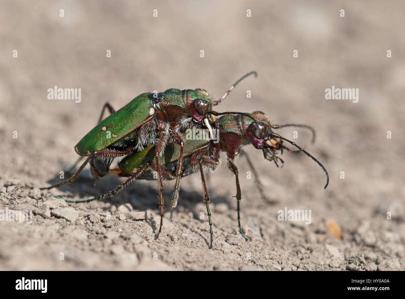 Grüne Tiger Käfer (Cicindela Campestris) auf einer offenen sandigen und unfruchtbaren Fläche Paarung. Männliche Griffe weibliche auf Rückseite des Thorax mit seinem Mandibeln. Stockfoto