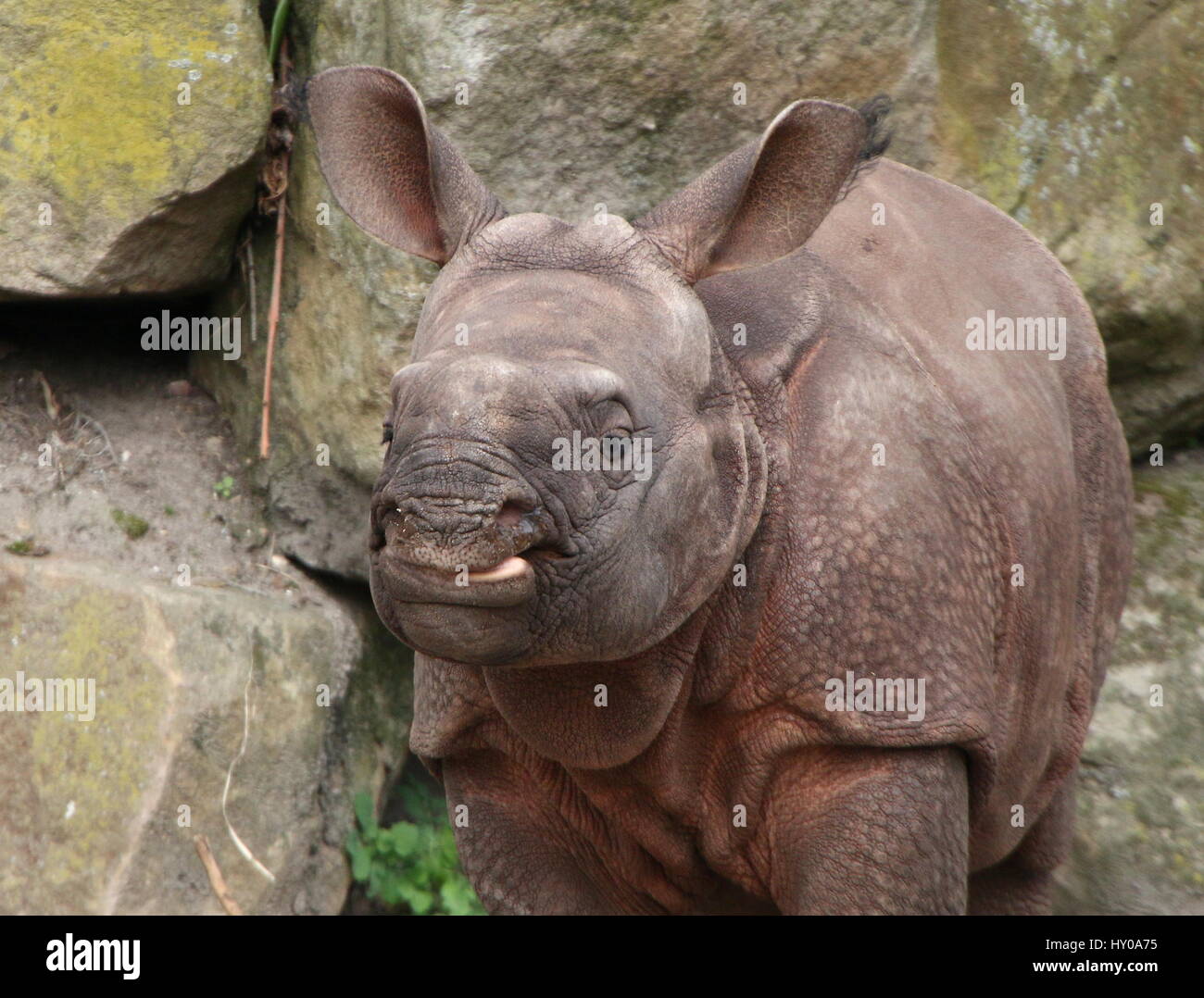 Sechs Wochen alten baby größere eins-gehörnte Panzernashorn (Rhinoceros Unicornis) vor der Kamera Stockfoto