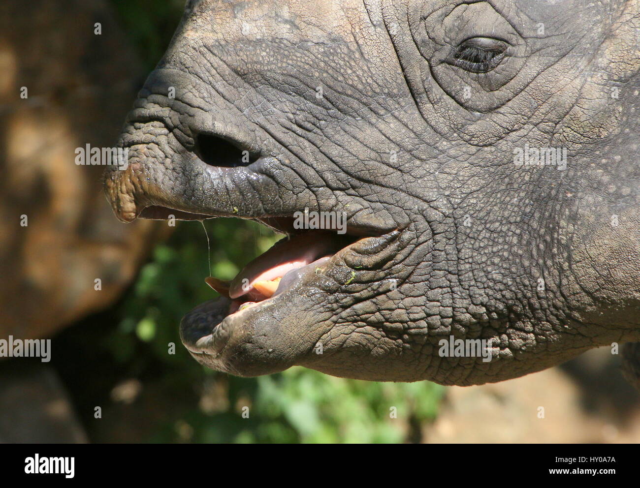 Extreme Nahaufnahme des Kopfes der Reifen mehr ein-gehörnte Panzernashorn (Rhinoceros Unicornis). Stockfoto