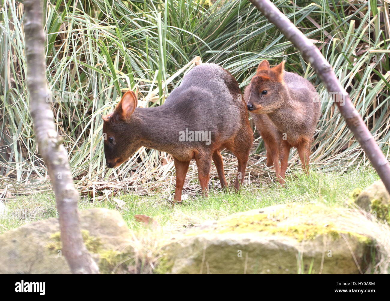 Zuidelijke poedoe Fotos und Bildmaterial in hoher Auflösung Alamy