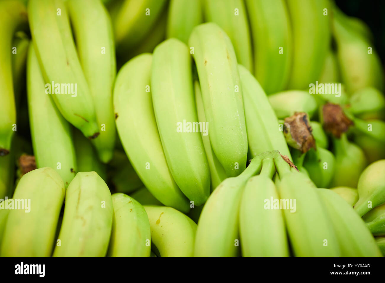 Grüne Bananen auf dem Display im store Stockfoto