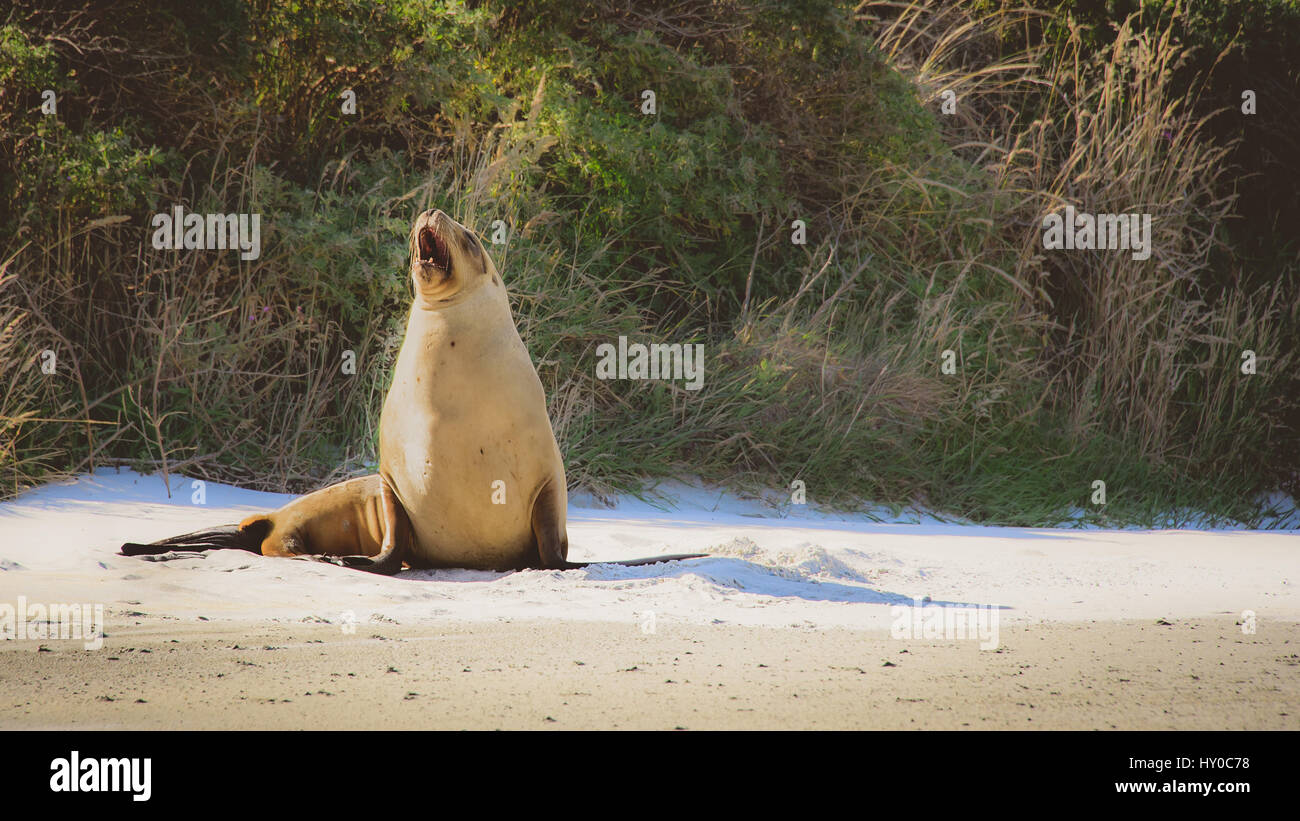 Gähnende Seelöwen, Neuseeland Stockfoto