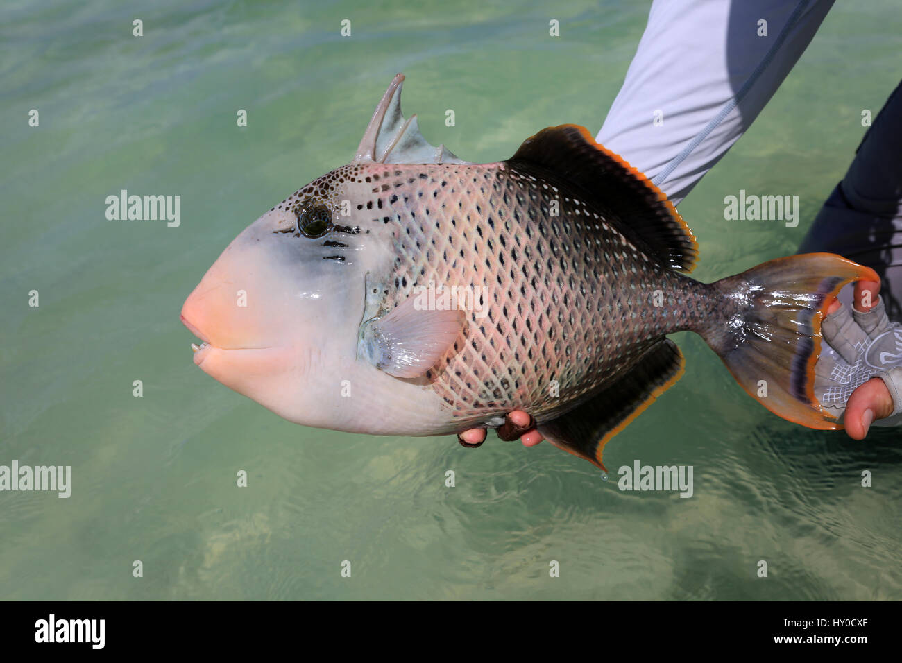 Bunte Peachface Drückerfisch, Weihnachtsinsel, Kiribati Stockfoto