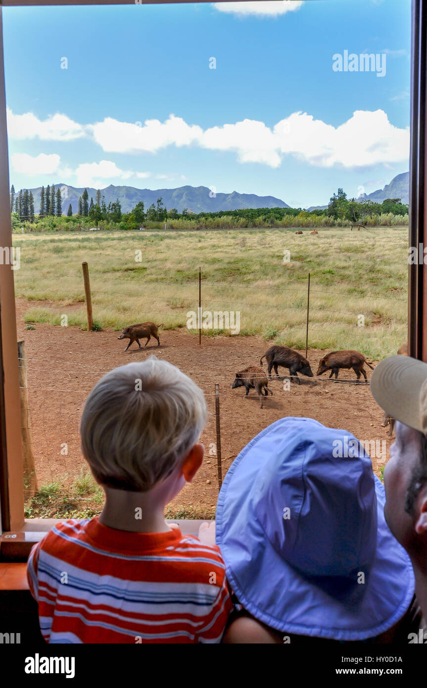 Mit dem Zug in Kauai: ein Vater und Kinder schaue aus dem Fenster der Kauai Plantage Bahn Kilohana, Weitergabe Wildschweine in einer Weide, Kauai, Hawaii. Stockfoto