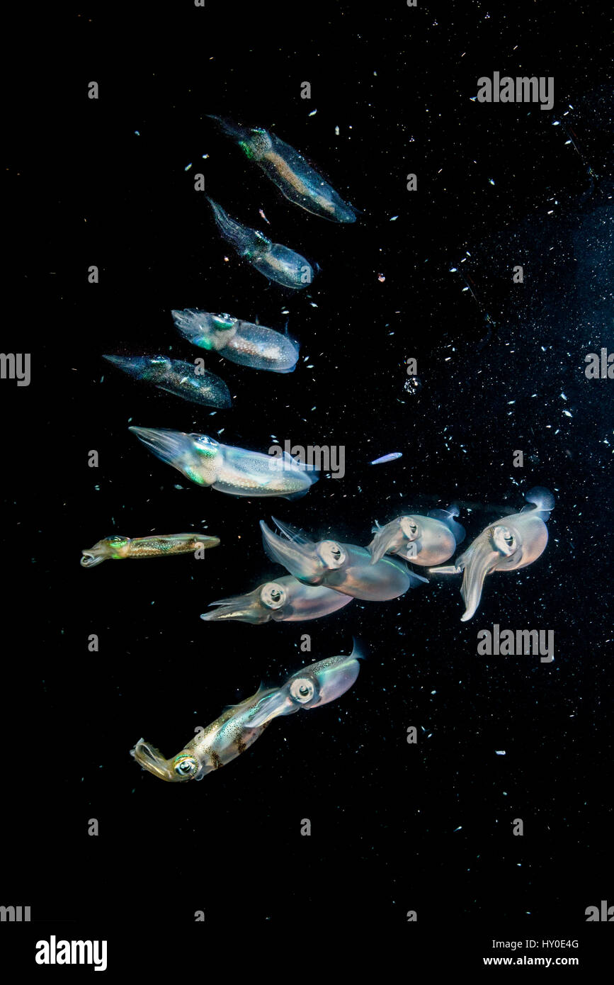 Schulzeit Kalmare (Teuthida) in einer Nacht Tauchen in der Lembeh-Strait / Sulawesi / Indonesien Stockfoto