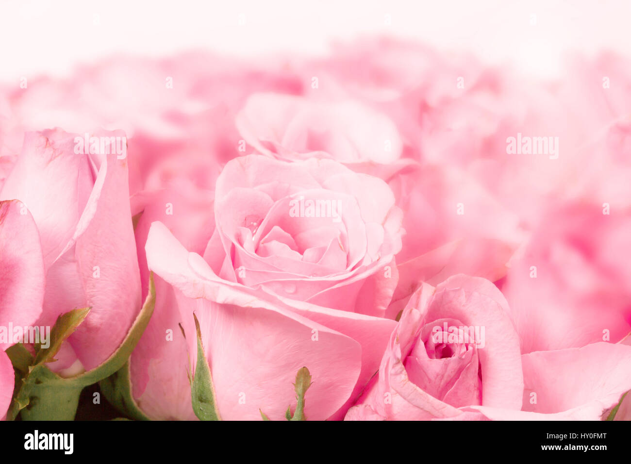 süße rosa auf rosa abstrakte Beleuchtung Hintergrund für Liebe und Romace Konzept hautnah Stockfoto