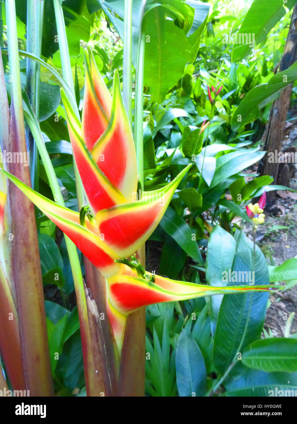 Heliconia Wagneriana wie auf der Insel St. Lucia in der Karibik zu sehen Stockfoto