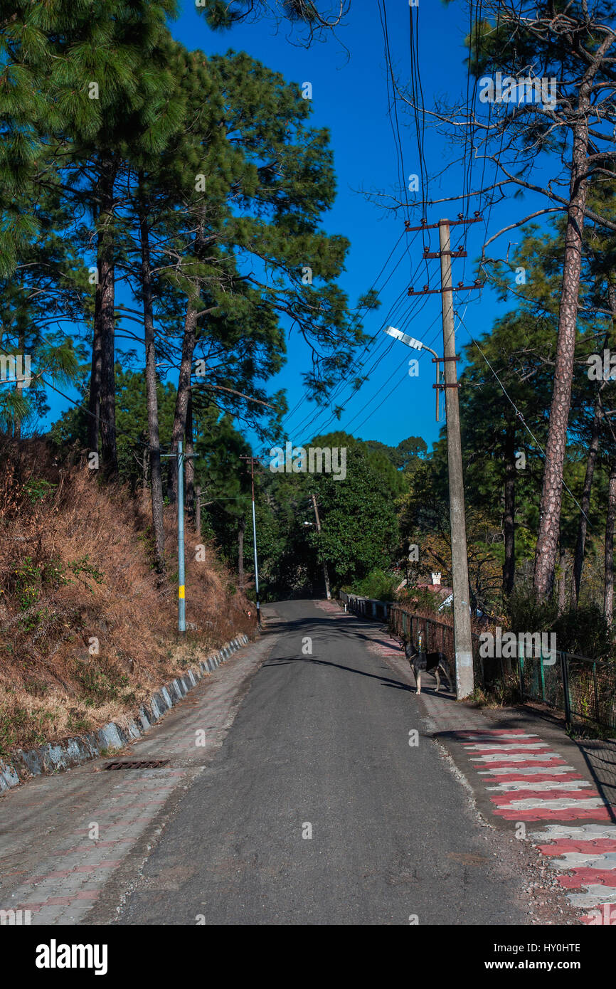 Straße, Kasauli, Himachal Pradesh, Indien, Asien Stockfoto