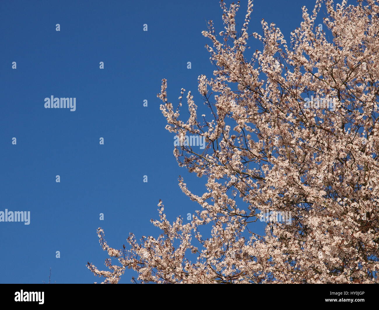 Kirschblüte im Frühling mit Exemplar Stockfoto