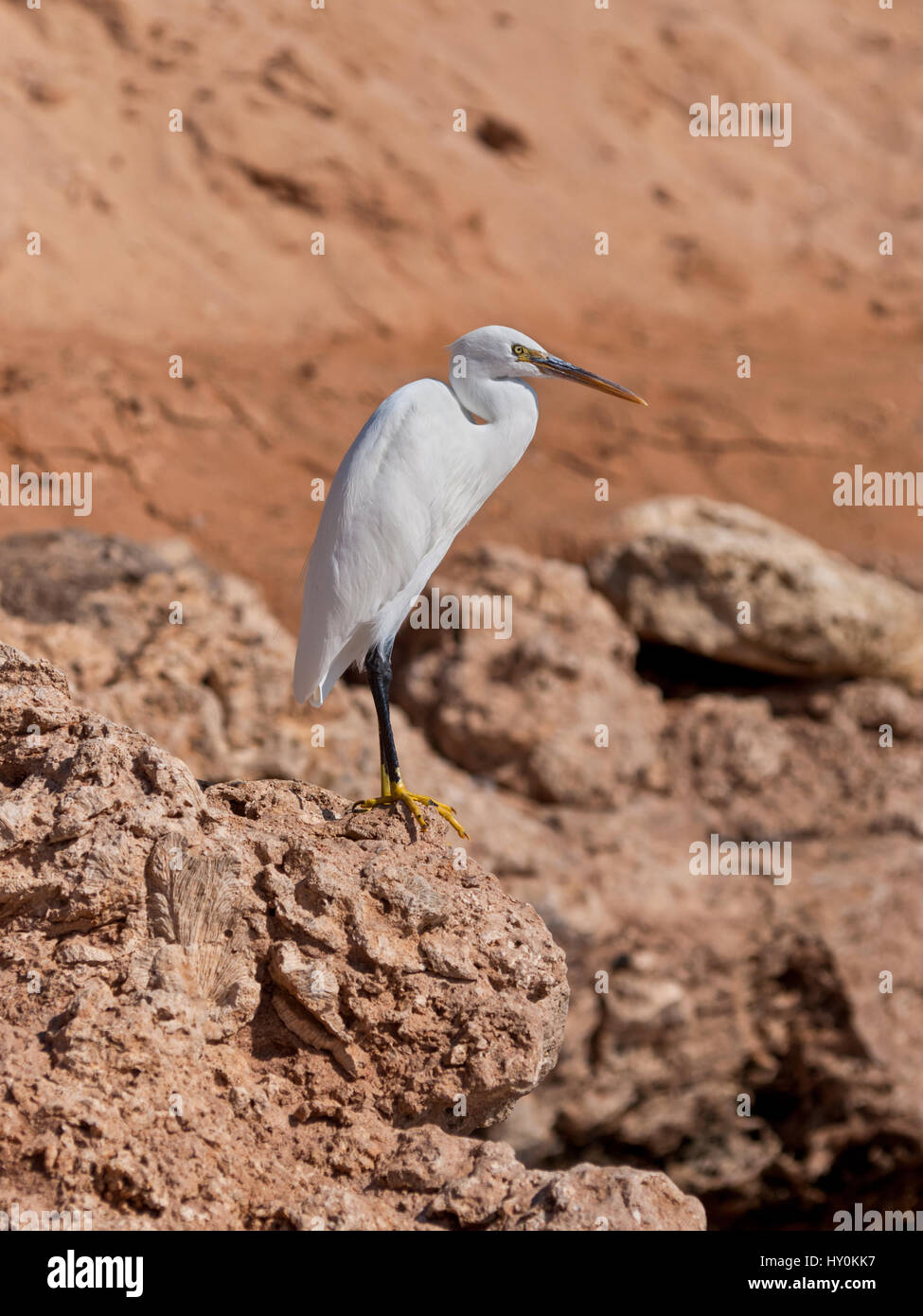 Der westlichen Riff weißen Reiher (Egretta Gularis) auch genannt der westlichen Reef-Reiher ist ein mittlerer Reiher in Südeuropa, Afrika und Teile gefunden Stockfoto