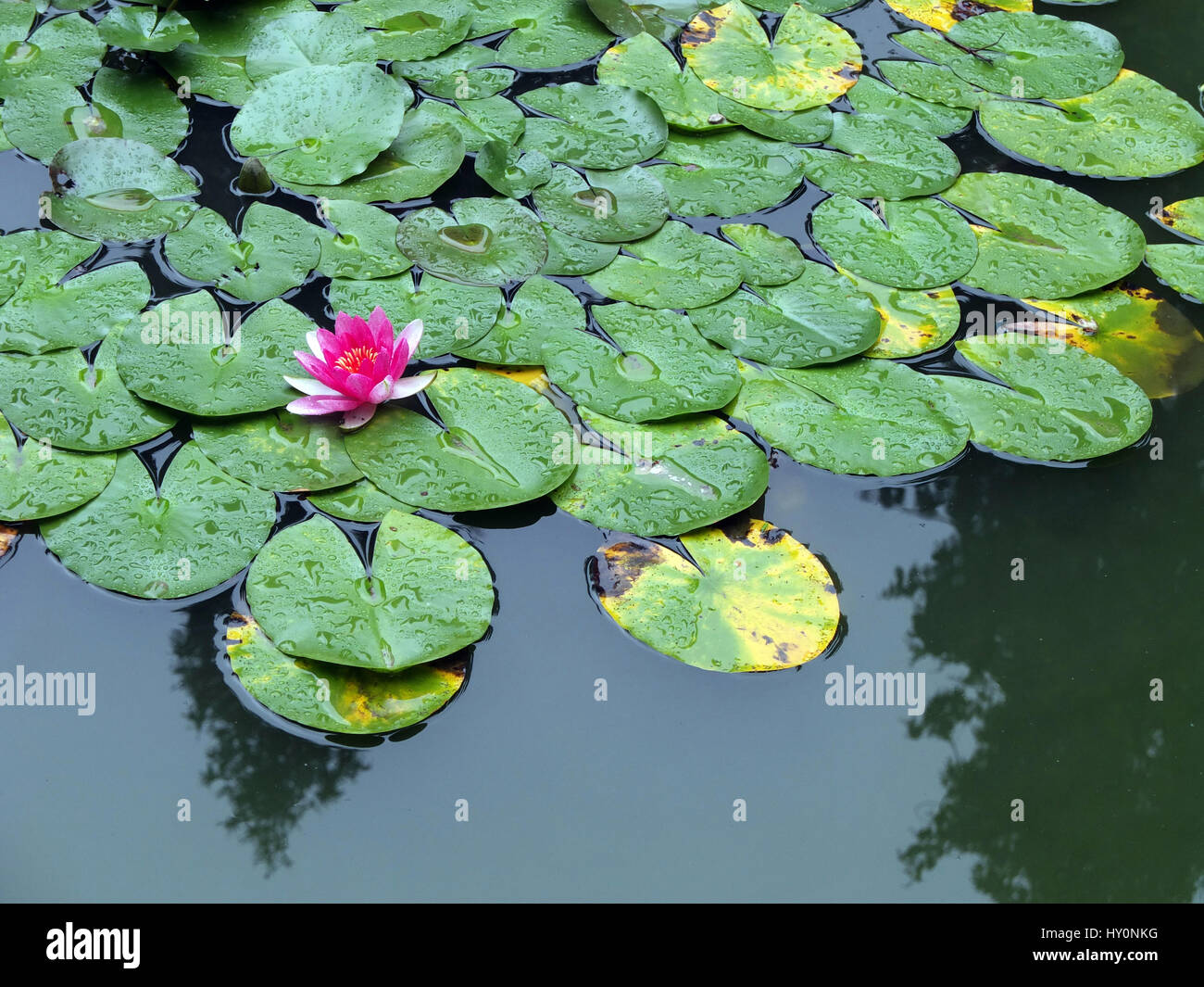 Österreich, Wien, Schönbrunn Schlossgarten Stockfoto
