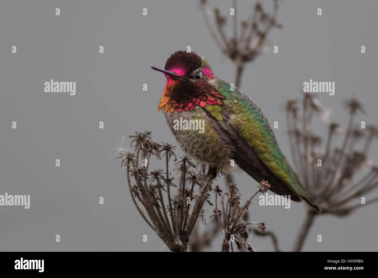 Eine männliche Anna Kolibri verteidigt sein kleine Stück Land eindringen Männchen seine bunten Kehlsack im Display blinkt. Stockfoto