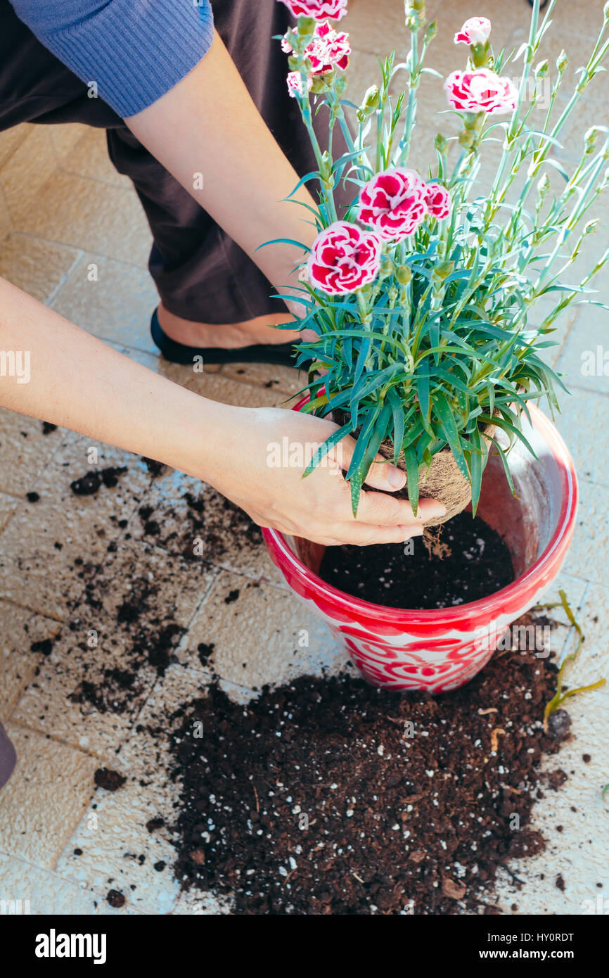 Hände einer unerkennbar Person, die die Blume zum Topfen von oben. Stockfoto