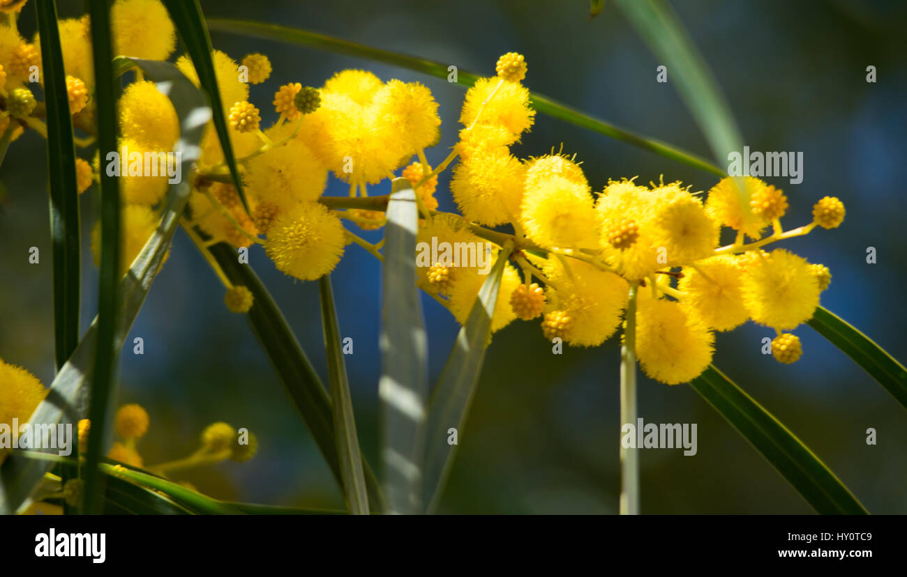 Blüte der Mimosa Tree (Acacia pycnantha, golden wattle) Schließen im