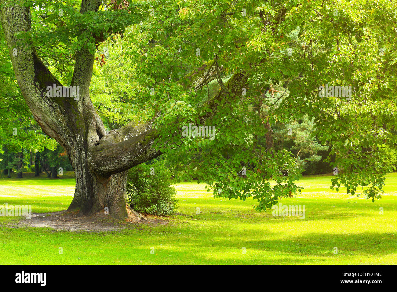 Grüner Baum am Sommertag. Grün gesättigt Blätter im Sonnenlicht. Bright Sommer Hintergrund. Grünen Rasen und Bäumen im Park im Sommer. Stockfoto