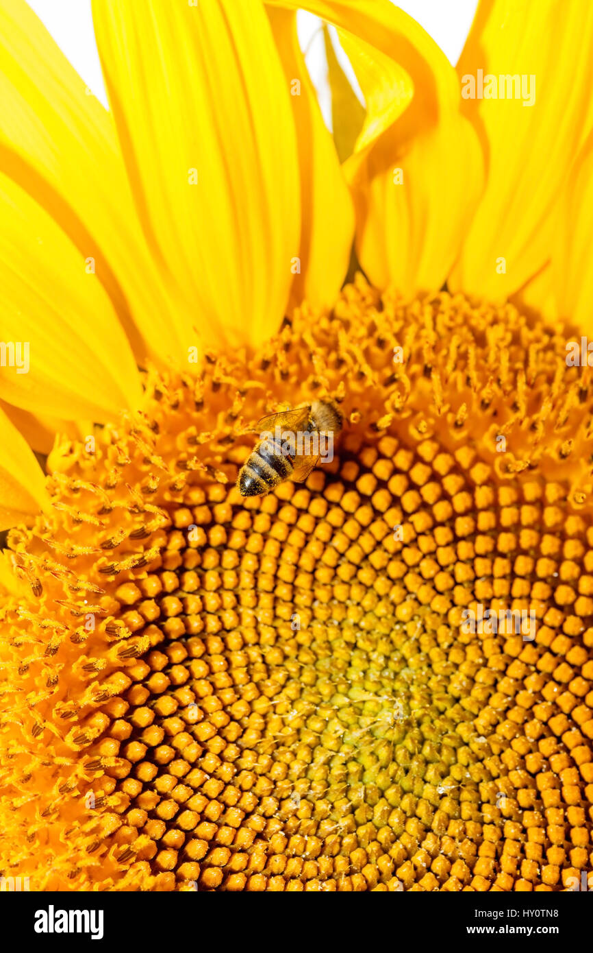 Honigbiene auf Sonnenblume. Stockfoto