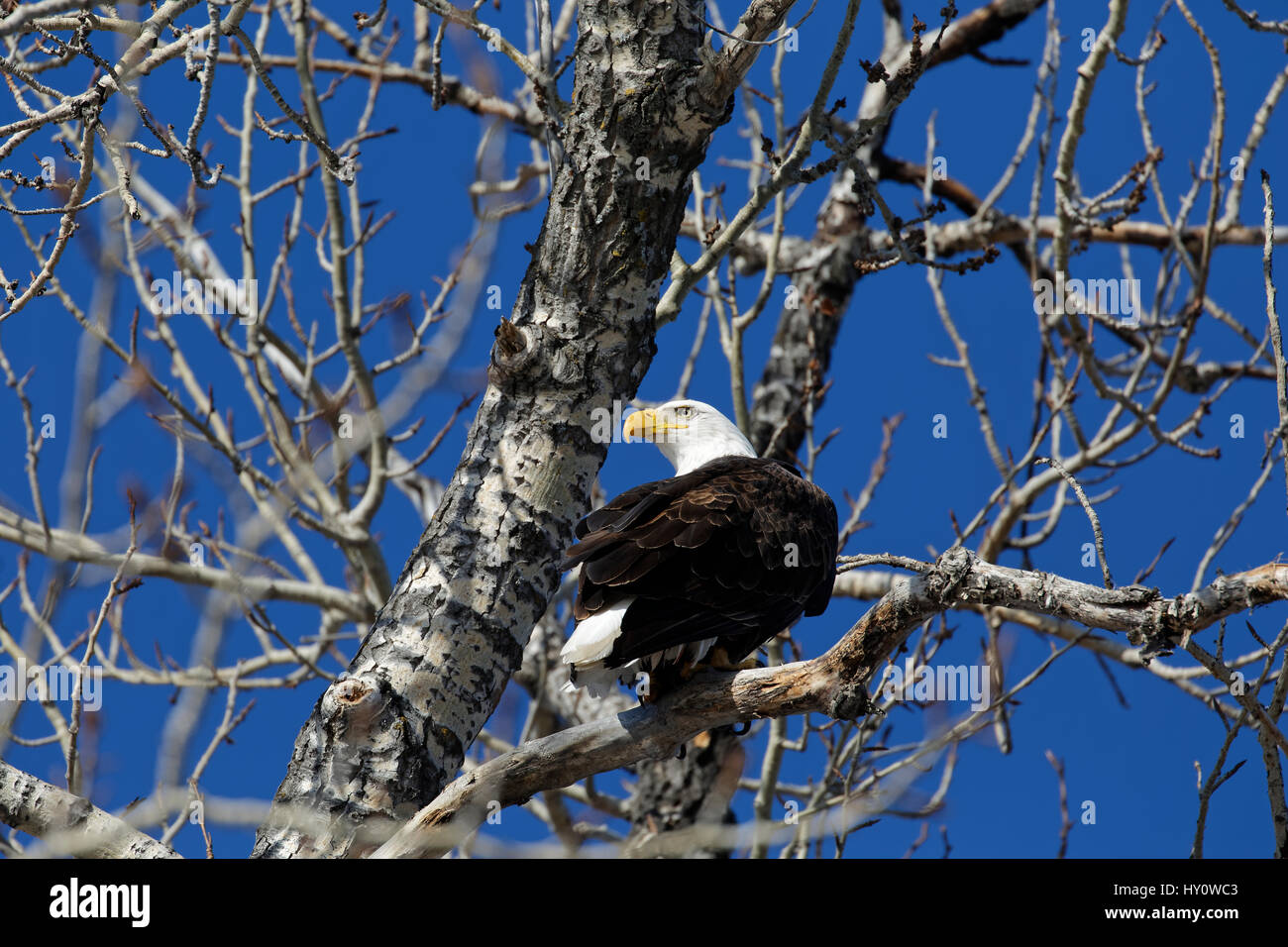 Weißkopf-Seeadler im Baum Stockfoto