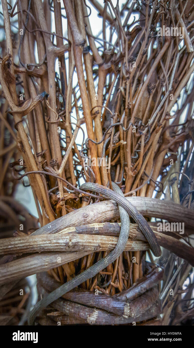 Weinrebe Kranz Stockfotos Und Bilder Kaufen Alamy
